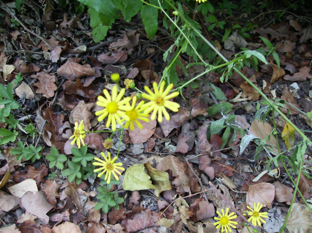 Senecio aquaticus